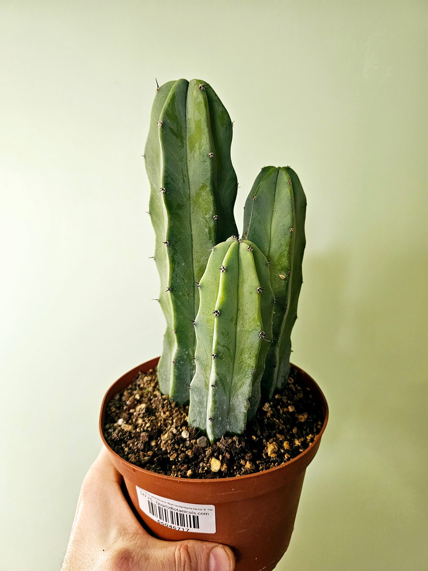 Myrtillocactus geometrizans "Blue Candle/Myrtle Cactus" 6" Trio