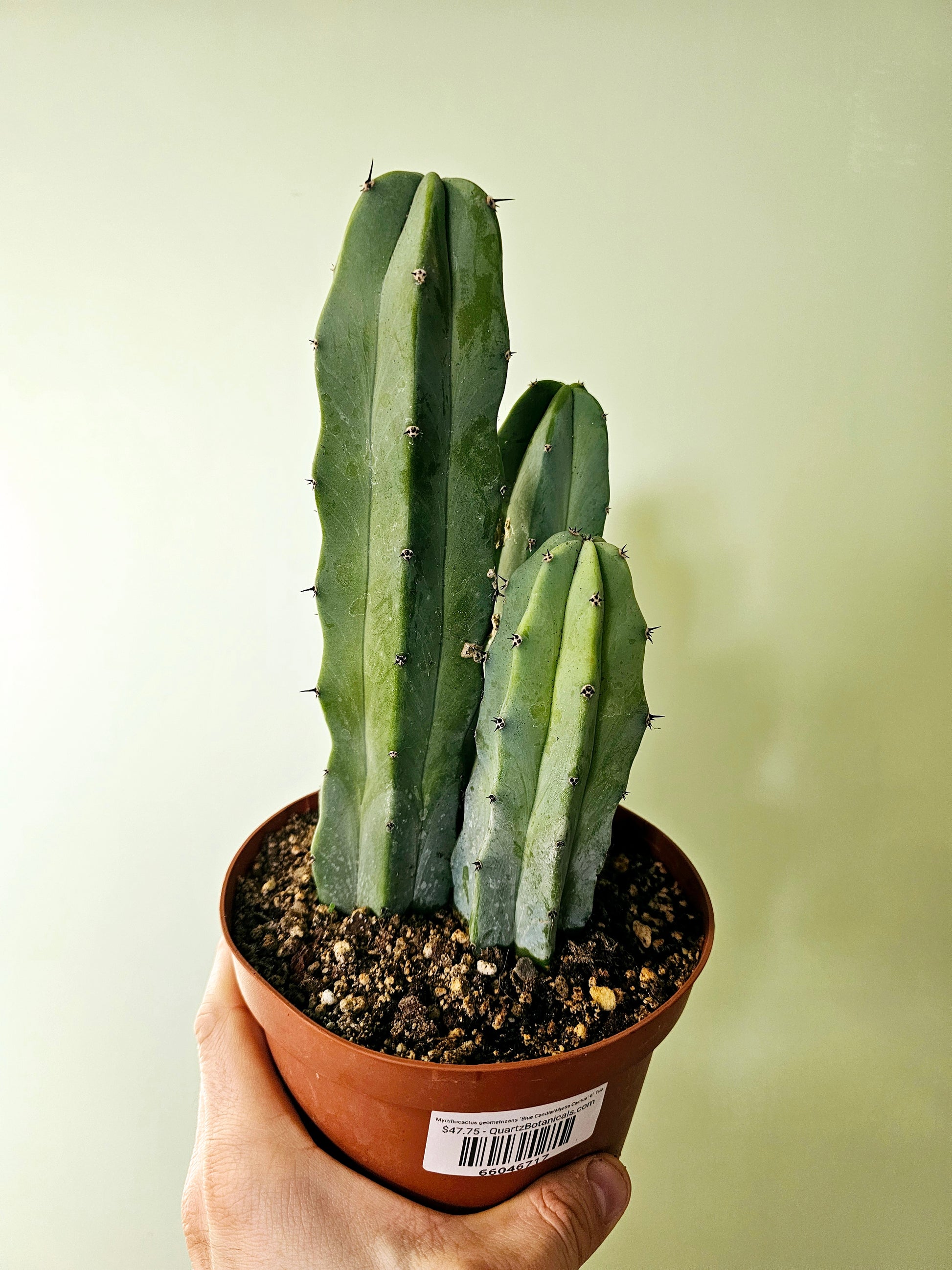 blue myrtle cactus vs san pedro Myrtillocactus geometrizans "Blue Candle/Myrtle Cactus" 6" Trio – Quartz Botanicals