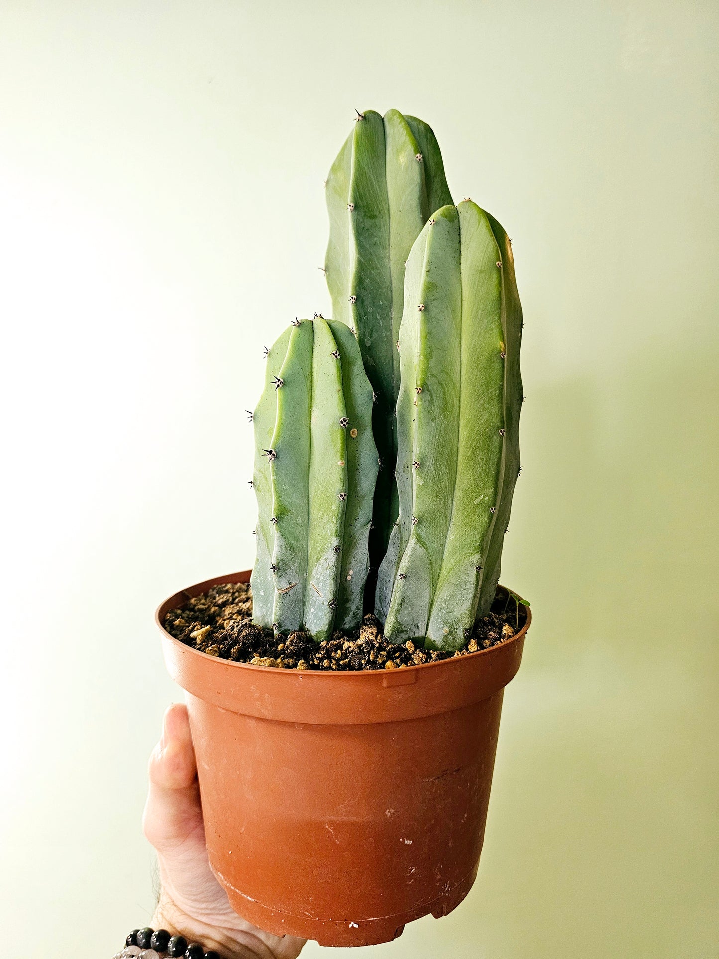 Myrtillocactus geometrizans "Blue Candle/Myrtle Cactus" 6" Trio