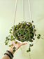 Hoya Curtisii 6" HB