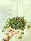 Hoya Curtisii 6" HB