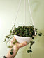 Hoya Curtisii 6" HB