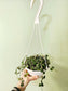 Hoya Curtisii 6" HB