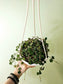 Hoya Curtisii 6" HB