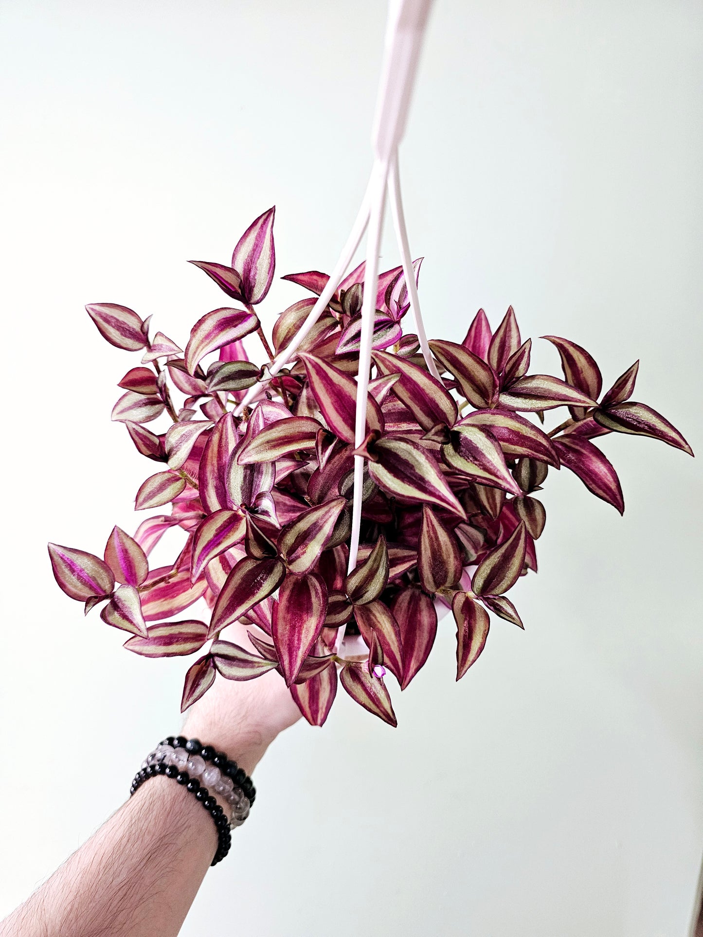 Tradescantia Quadricolor 6" HB