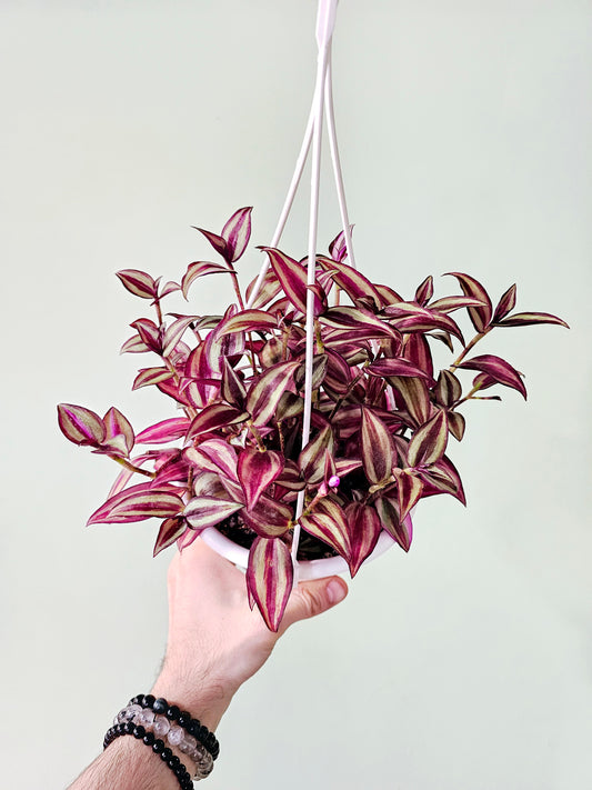 Tradescantia Quadricolor 6" HB