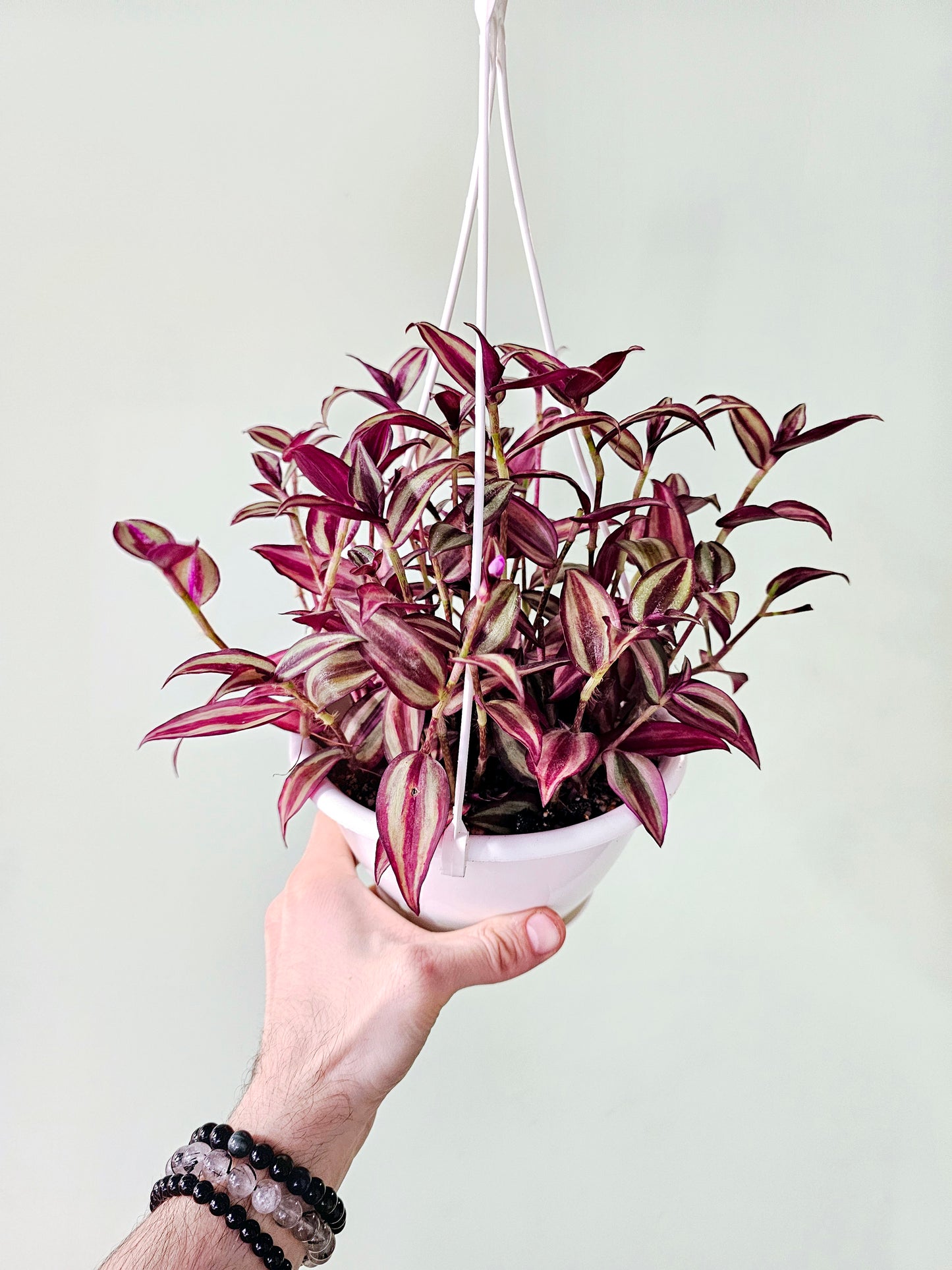 Tradescantia Quadricolor 6" HB