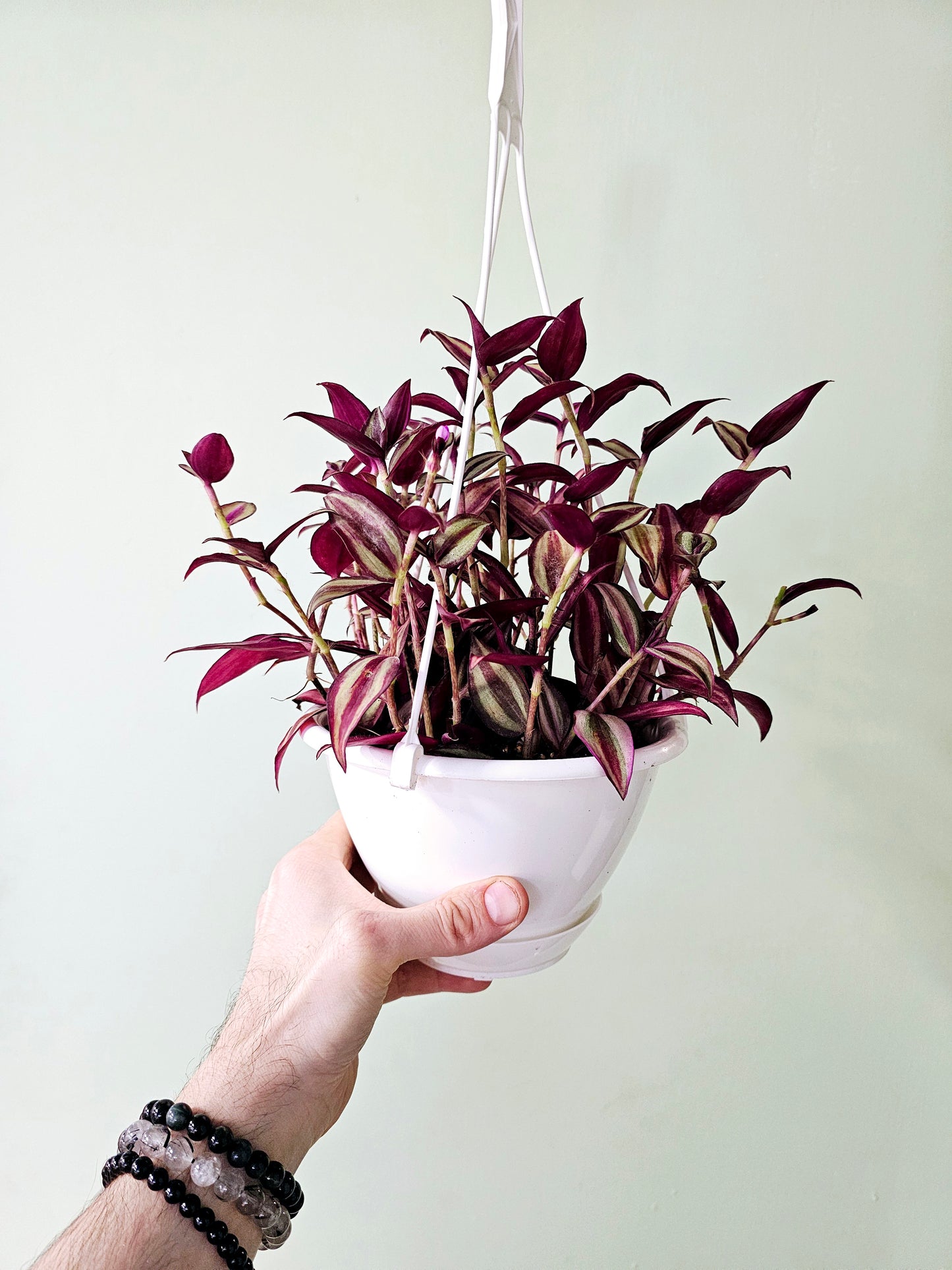 Tradescantia Quadricolor 6" HB