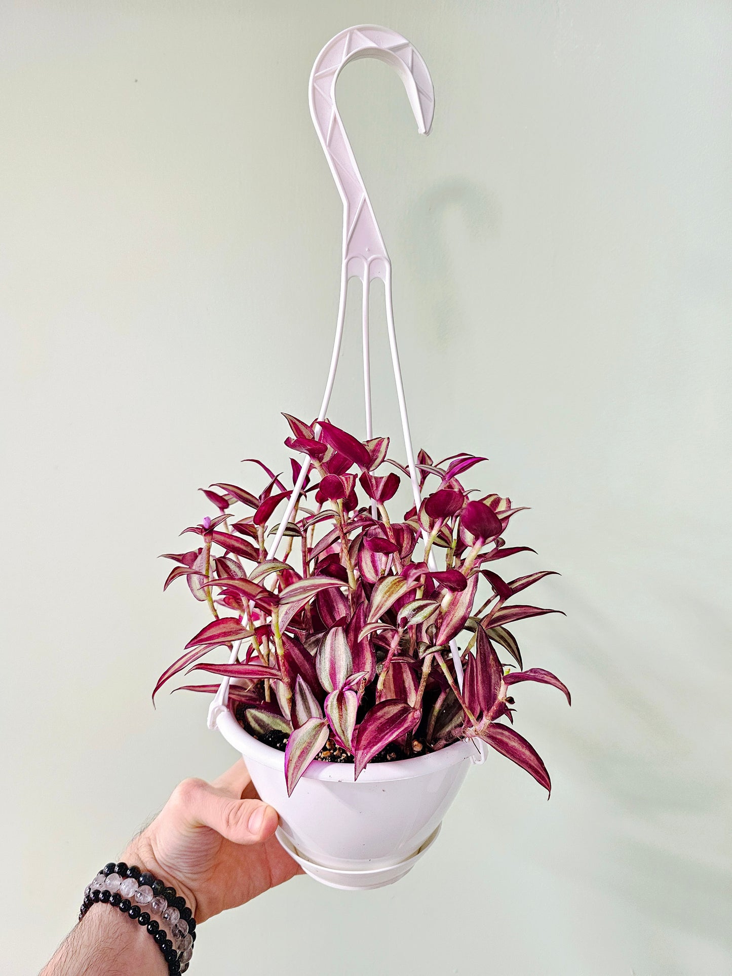 Tradescantia Quadricolor 6" HB