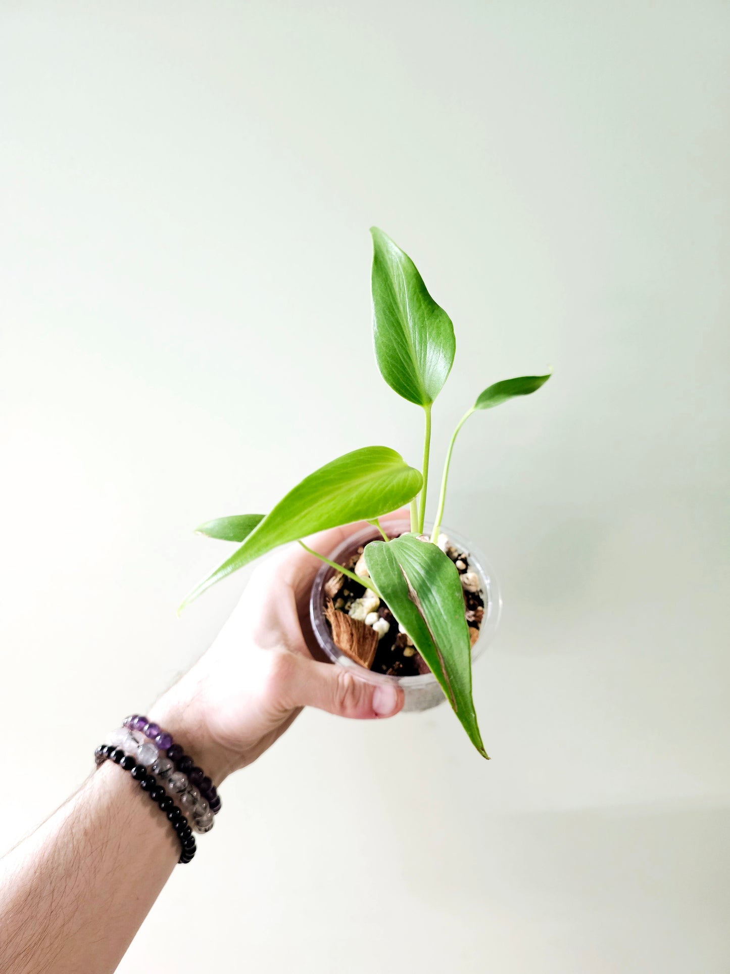 Monstera 'Burle Marx Flame' 4"