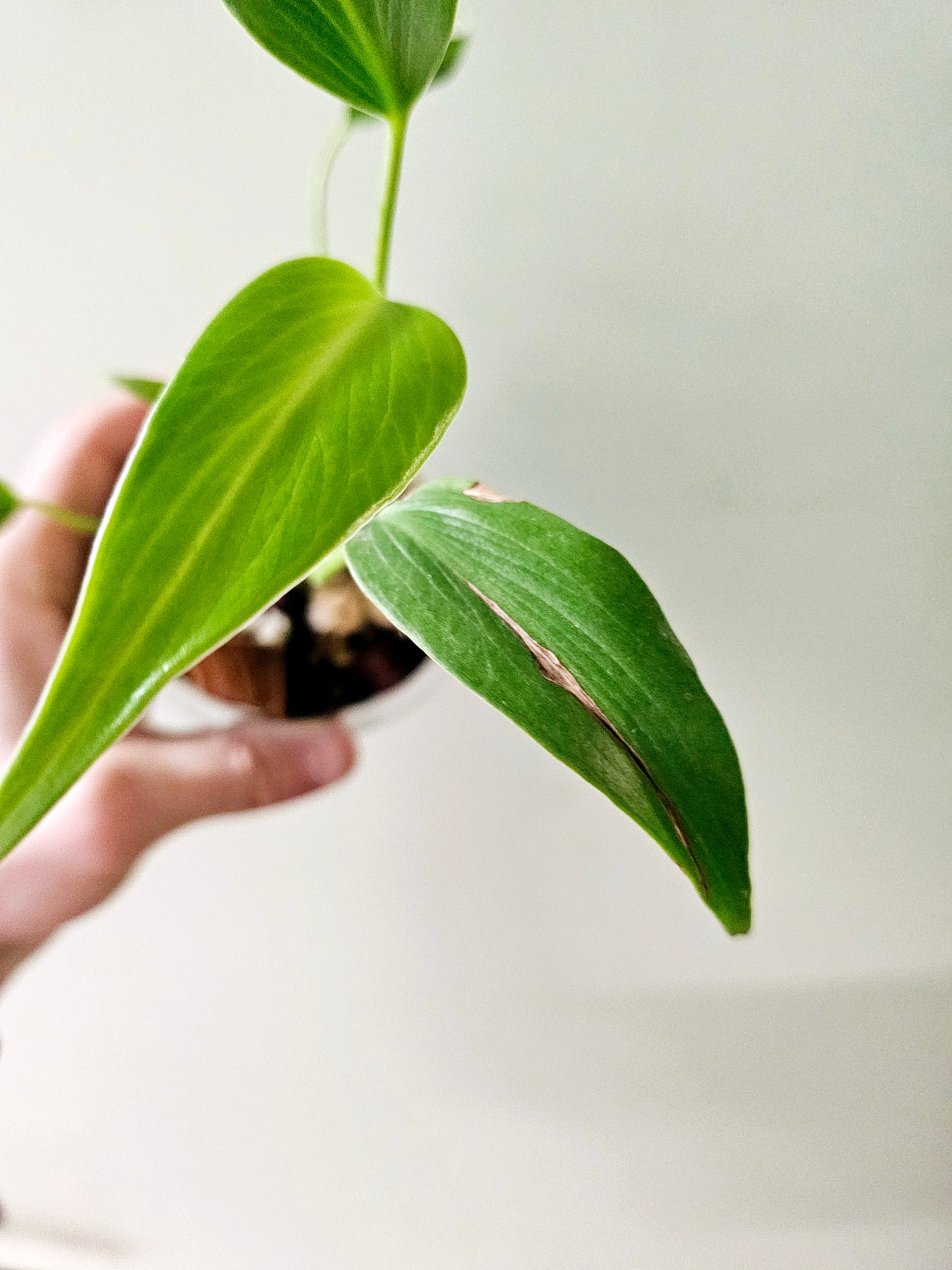 Monstera 'Burle Marx Flame' 4"