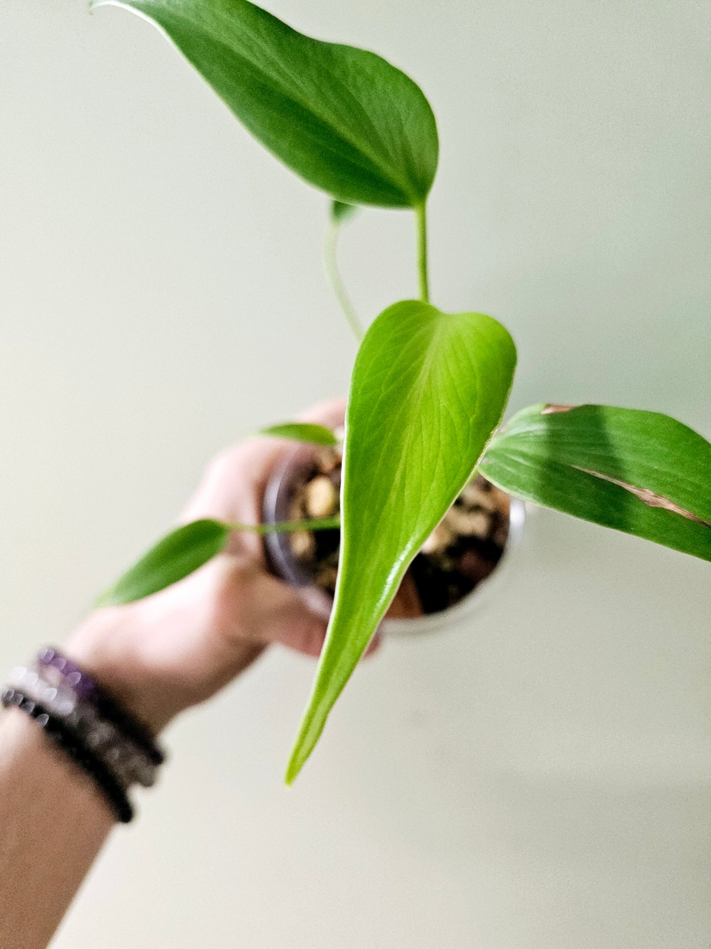 Monstera 'Burle Marx Flame' 4"