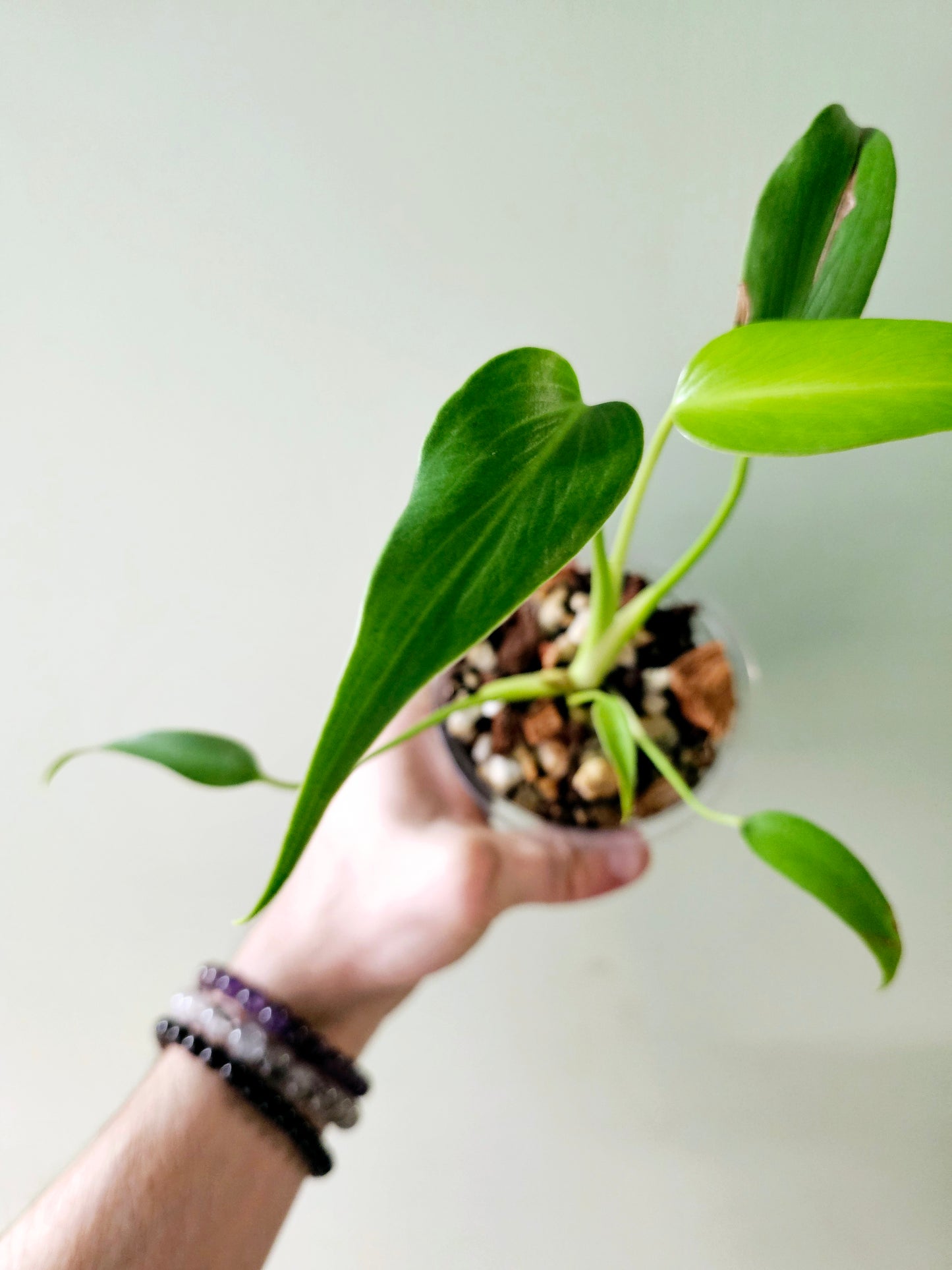 Monstera 'Burle Marx Flame' 4"