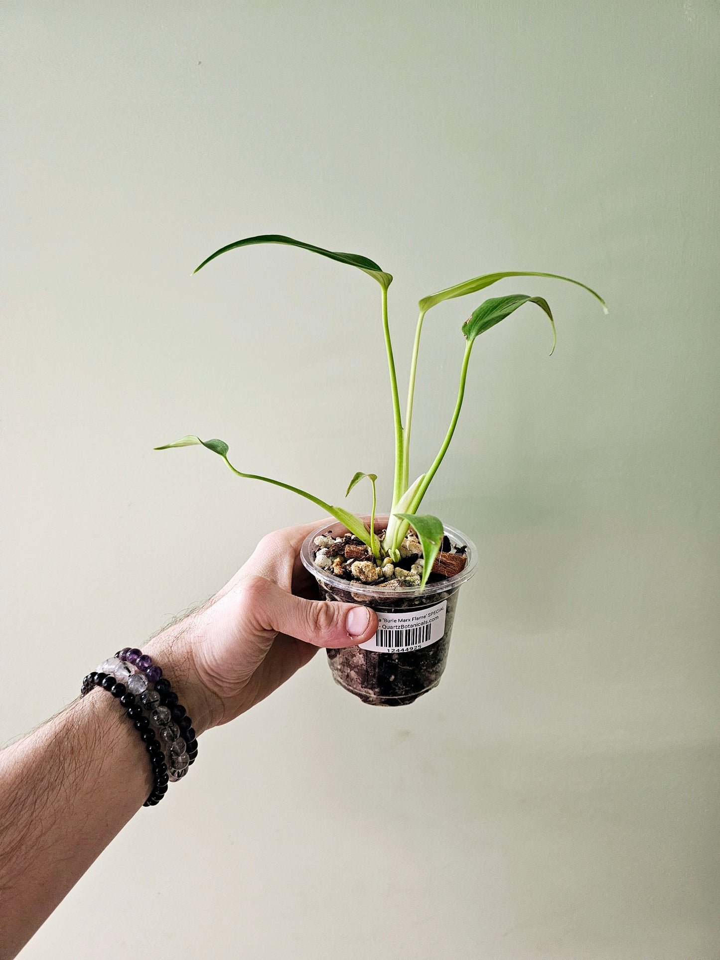 Monstera 'Burle Marx Flame' 4"