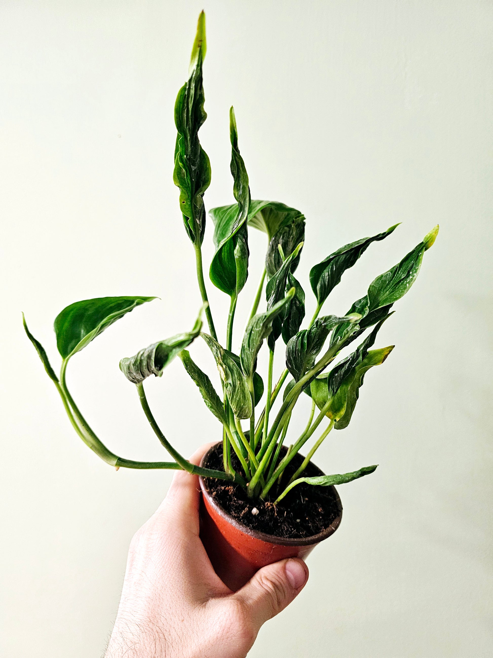 shangri la pothos Epipremnum aureum 'Shangri La' Cooked Spinach Pothos 4" – Quartz Botanicals