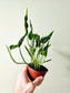 Epipremnum aureum 'Shangri La' Cooked Spinach Pothos 4"