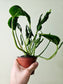 Epipremnum aureum 'Shangri La' Cooked Spinach Pothos 4"