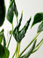 Epipremnum aureum 'Shangri La' Cooked Spinach Pothos 4"