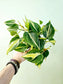 Philodendron hederaceum 'Cream Splash' 4"