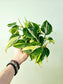 Philodendron hederaceum 'Cream Splash' 4"