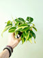 Philodendron hederaceum 'Cream Splash' 4"