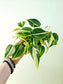 Philodendron hederaceum 'Cream Splash' 4"