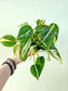 Philodendron hederaceum 'Cream Splash' 4"