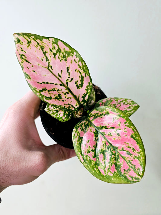 Aglaonema 'Ruby Ray' 4"