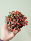Fittonia albivenis 'Red Forest Flame' 4"