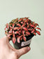Fittonia albivenis 'Red Forest Flame' 4"