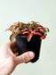 Fittonia albivenis 'Red Forest Flame' 4"