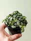 Fittonia albivenis 'White Tiger' 4"