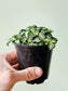 Fittonia albivenis 'White Tiger' 4"