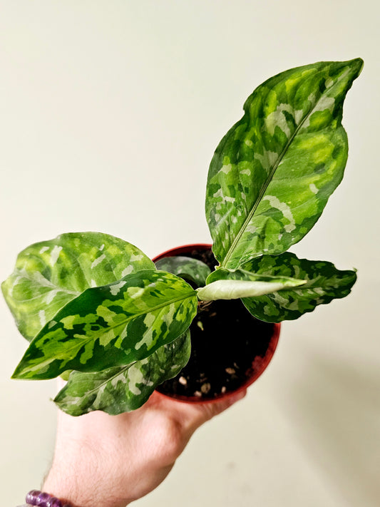Aglaonema pictum 'Tricolor' 4"