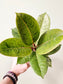 Ficus 'Shivereana' Moonshine 4"