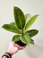 Ficus 'Shivereana' Moonshine 4"