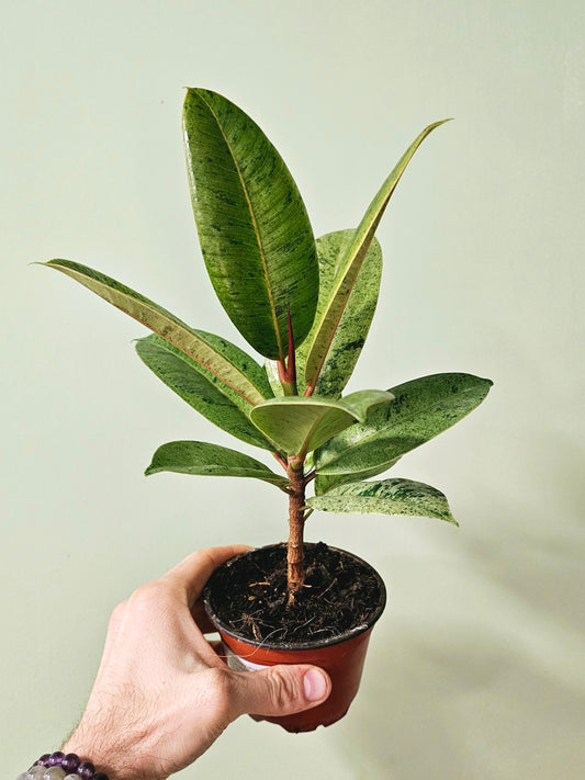 Ficus 'Shivereana' Moonshine 4"