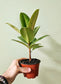 Ficus 'Shivereana' Moonshine 4"