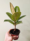Ficus 'Shivereana' Moonshine 4"