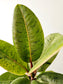 Ficus 'Shivereana' Moonshine 4"