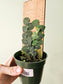 Raphidophora cryptantha "Shingle Plant" 4" on Plank