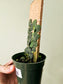 Raphidophora cryptantha "Shingle Plant" 4" on Plank