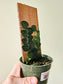 Raphidophora cryptantha "Shingle Plant" 4" on Plank