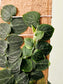 Raphidophora cryptantha "Shingle Plant" 4" on Plank