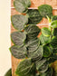 Raphidophora cryptantha "Shingle Plant" 4" on Plank