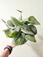 Scindapsus pictus 'Platinum' 6"