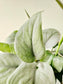 Scindapsus pictus 'Platinum' 6"