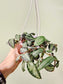 Pellionia repens 4" HB