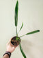 Philodendron holtonianum 4"