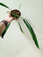 Philodendron holtonianum 4"